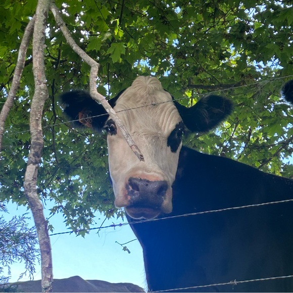 Meet your Posher, Cynthia - Picture 8 of 12